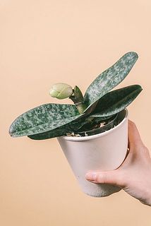 蕾の状態でお届けする場合がございます。