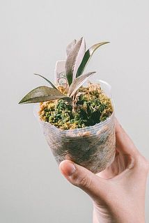 葉の色味には個体差がございます。