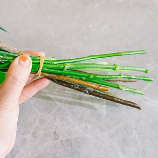 スパイラルに組んでいる状態なので、すぐに飾ることができます。水揚げのために茎は1〜２cmカットしてください。