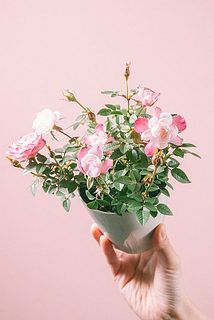 開花具合には個体差があります。