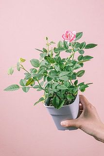 花付きには個体差があります。