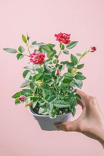 形には個体差があります。