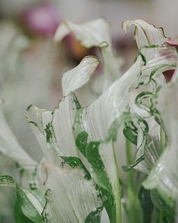 神秘的な葉っぱにうっとり。