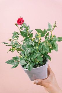 花つきや大きさには個体差がございます。