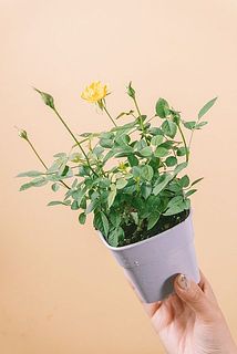 花つきや大きさには個体差がございます。