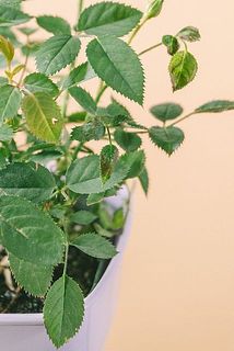 一部、葉が茶色く変色している場合がございます。