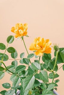 ふりふりな姿がかわいい😍