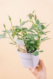 花つきや大きさには個体差がございます。