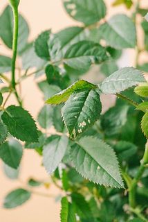 一部、葉が変色している場合がございます。ご了承ください。