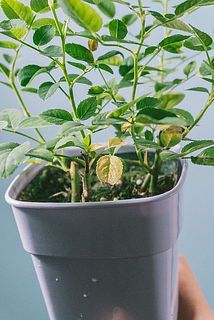 葉が黄色く変色している場合がございます。気になる方はお取りください。