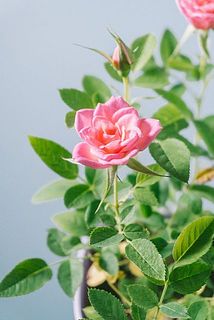 ピンク色の小さな姿がかわいい🩷