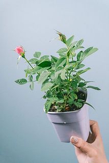 花つきや大きさには個体差がございます。