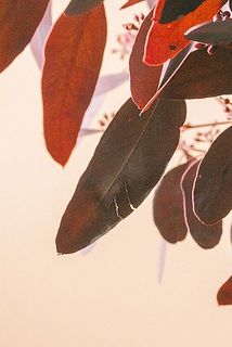 一部、葉に傷や欠けある場合がございます。