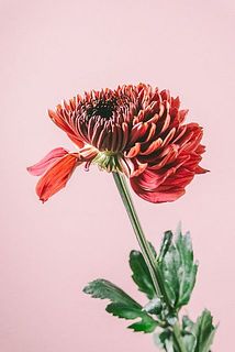 マムは繊細なので、ネットは優しく取ってね！