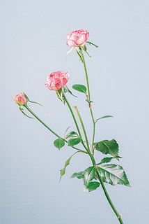 生育のため、　出荷前に生産者さんが花をカットしている場合がございます。