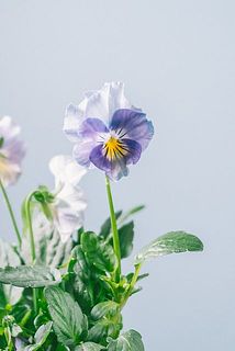 形、花付きには個体差があります。