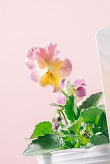 形、花付きには個体差があります。