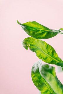 一部、葉に傷や欠けある場合がございます。