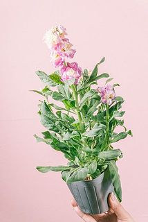 形、花付きには個体差があります。