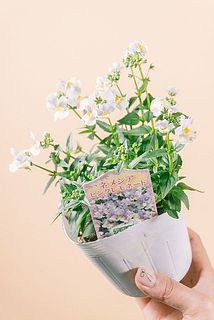 花付きには個体差がございます。