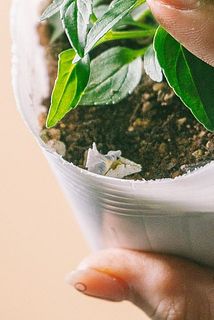 一部、咲き終わった花が散っている場合がございます。