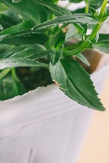 一部、葉に傷や欠けある場合がございます。