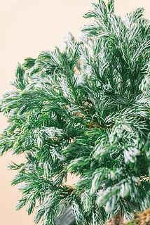 一部、変色している葉がある場合がございます。