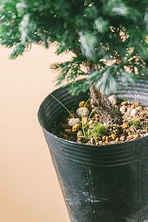 苔や他の住人がいることも。他の子は根っこから取り除いてあげて。