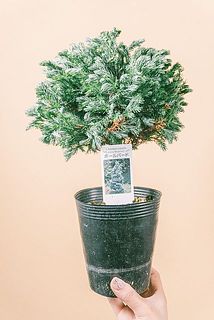 形、葉付きには個体差があります。