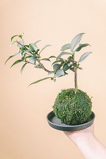 枝形、葉付き、形には個体差があります。