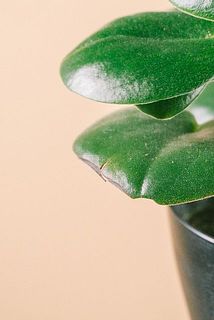 一部、葉に傷や欠けある場合がございます。