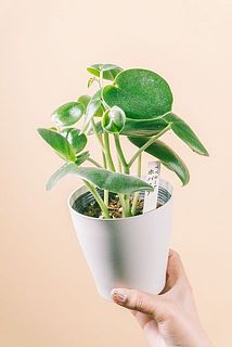 形、葉付きには個体差があります。