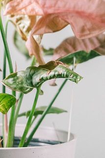 一部、葉に傷や欠けある場合がございます。