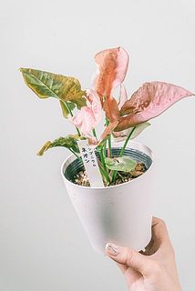 形、葉付きには個体差があります。