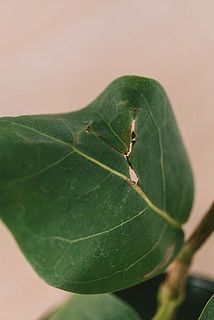 一部、葉に傷がある場合がございます。ご了承ください。