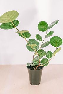 大きさや枝ぶりには個体差がございます。