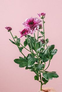 花つきには個体差がございます。