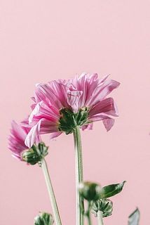 一部、花びらが傷ついている場合がございます。