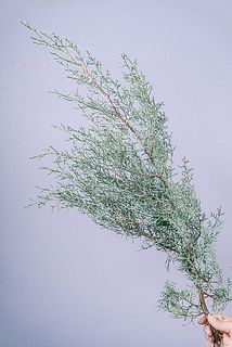 葉のボリュームには個体差があります。あらかじめご了承ください。