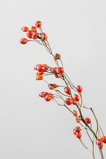 のばらはドライになっていることがございます。