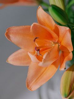 美しいアプリコットカラー。咲き方には個体差があります。