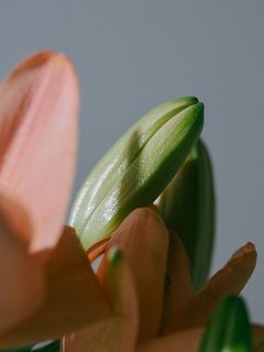 蕾の状態でお届けします。じっくり開く様子を楽しんで。