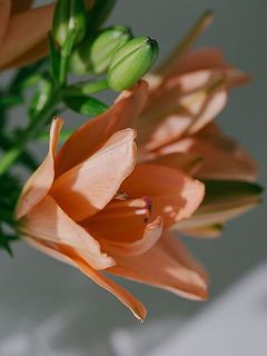 ほんのり花びらがキラキラしています✨