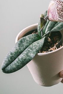 カルキ跡が残っている場合がございます。