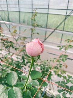 今年デビューの新品種「ムムムーンムイ」はイブピアッチェの枝がわりで生まれたばら🍑