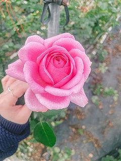 どの花もよい香り。癒しの空間でした🤤