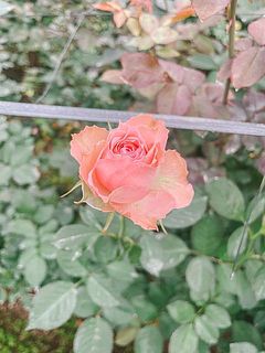 フローリストが後藤さんのハウスに行ってきました🌹