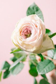 開花具合や、色味には個体差があります。