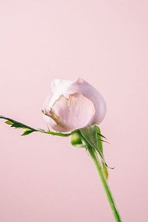 内側を守るために特性として、一番外側の花びらは傷がある場合がございます。