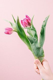 開花具合には個体差があります。